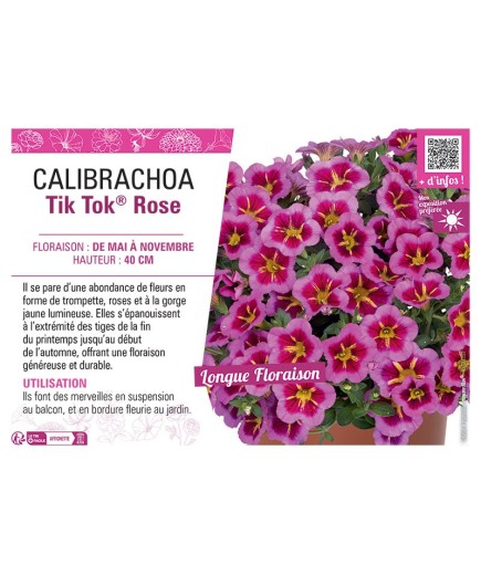 CALIBRACHOA Tik Tok® Rose