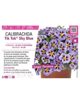 CALIBRACHOA Tik Tok® Sky Blue