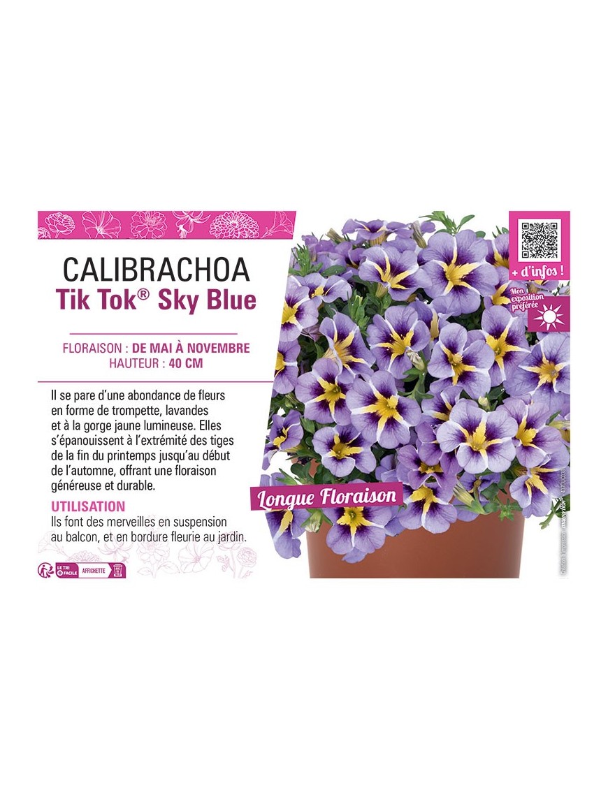 CALIBRACHOA Tik Tok® Sky Blue