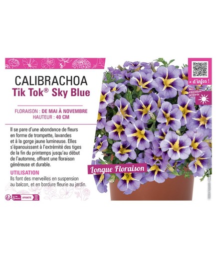 CALIBRACHOA Tik Tok® Sky Blue