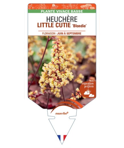 HEUCHERA LITTLE CUTIE Blondie