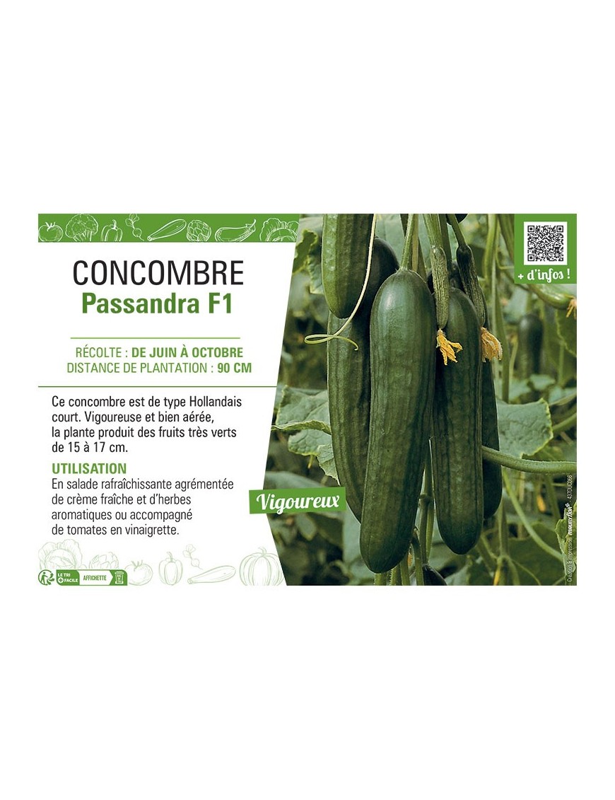 CONCOMBRE Passandra F1