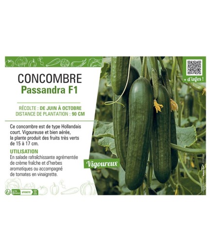 CONCOMBRE Passandra F1