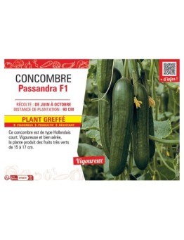 CONCOMBRE Passandra F1 PLANT GREFFÉ