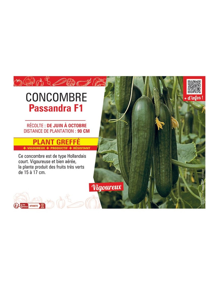 CONCOMBRE Passandra F1 PLANT GREFFÉ