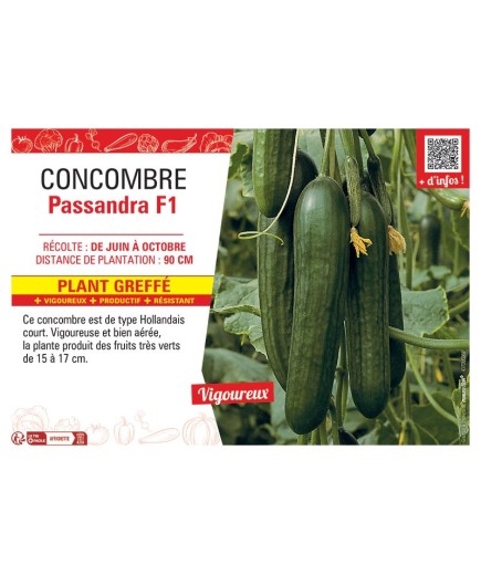 CONCOMBRE Passandra F1 PLANT GREFFÉ