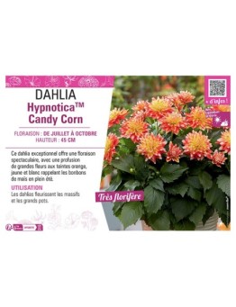 DAHLIA HypnoticaTM Candy Corn