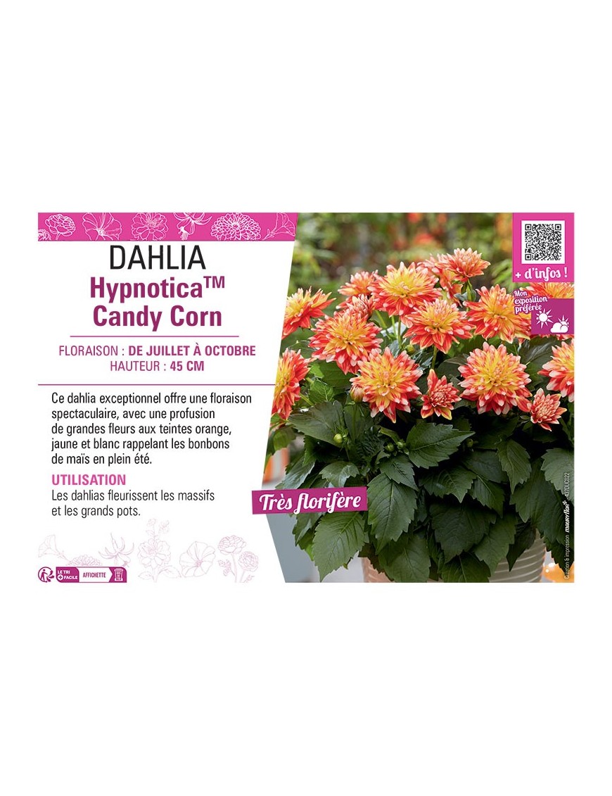 DAHLIA HypnoticaTM Candy Corn