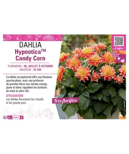 DAHLIA HypnoticaTM Candy Corn