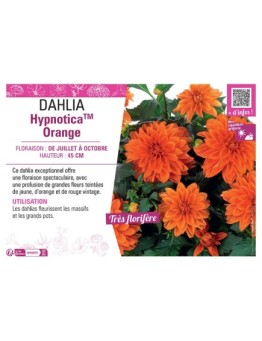 DAHLIA HypnoticaTM Orange