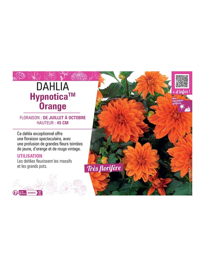 DAHLIA HypnoticaTM Orange
