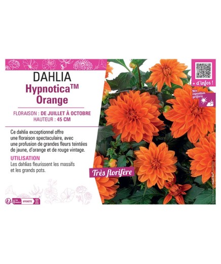 DAHLIA HypnoticaTM Orange