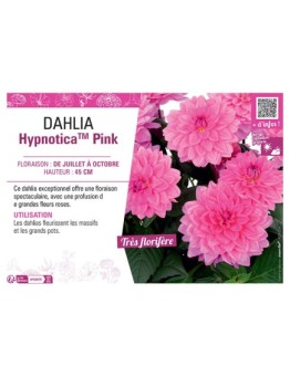 DAHLIA HypnoticaTM Pink