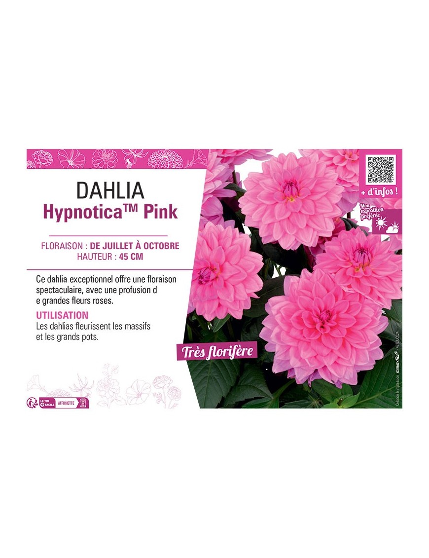 DAHLIA HypnoticaTM Pink
