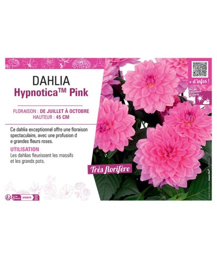 DAHLIA HypnoticaTM Pink