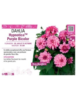 DAHLIA HypnoticaTM Purple Bicolor