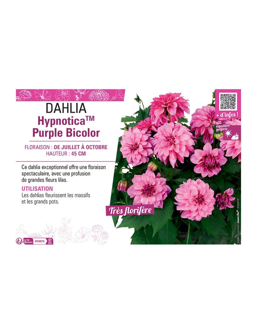 DAHLIA HypnoticaTM Purple Bicolor