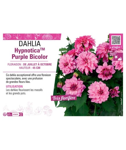 DAHLIA HypnoticaTM Purple Bicolor