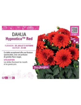 DAHLIA HypnoticaTM Red