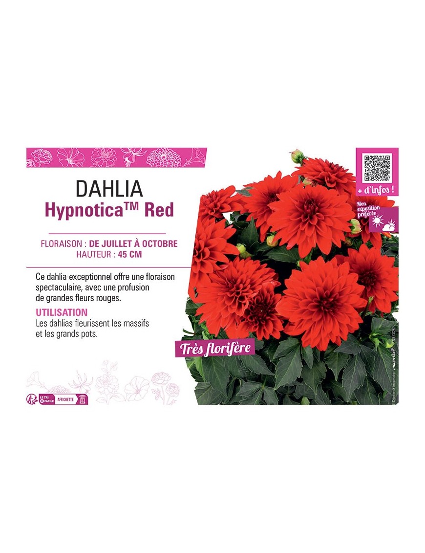 DAHLIA HypnoticaTM Red