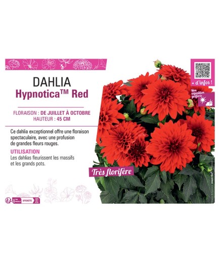 DAHLIA HypnoticaTM Red
