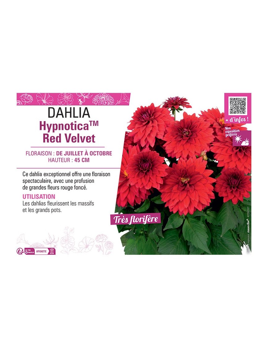 DAHLIA HypnoticaTM Red Velvet