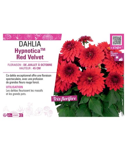 DAHLIA HypnoticaTM Red Velvet