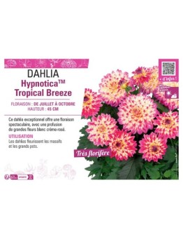 DAHLIA HypnoticaTM Tropical Breeze