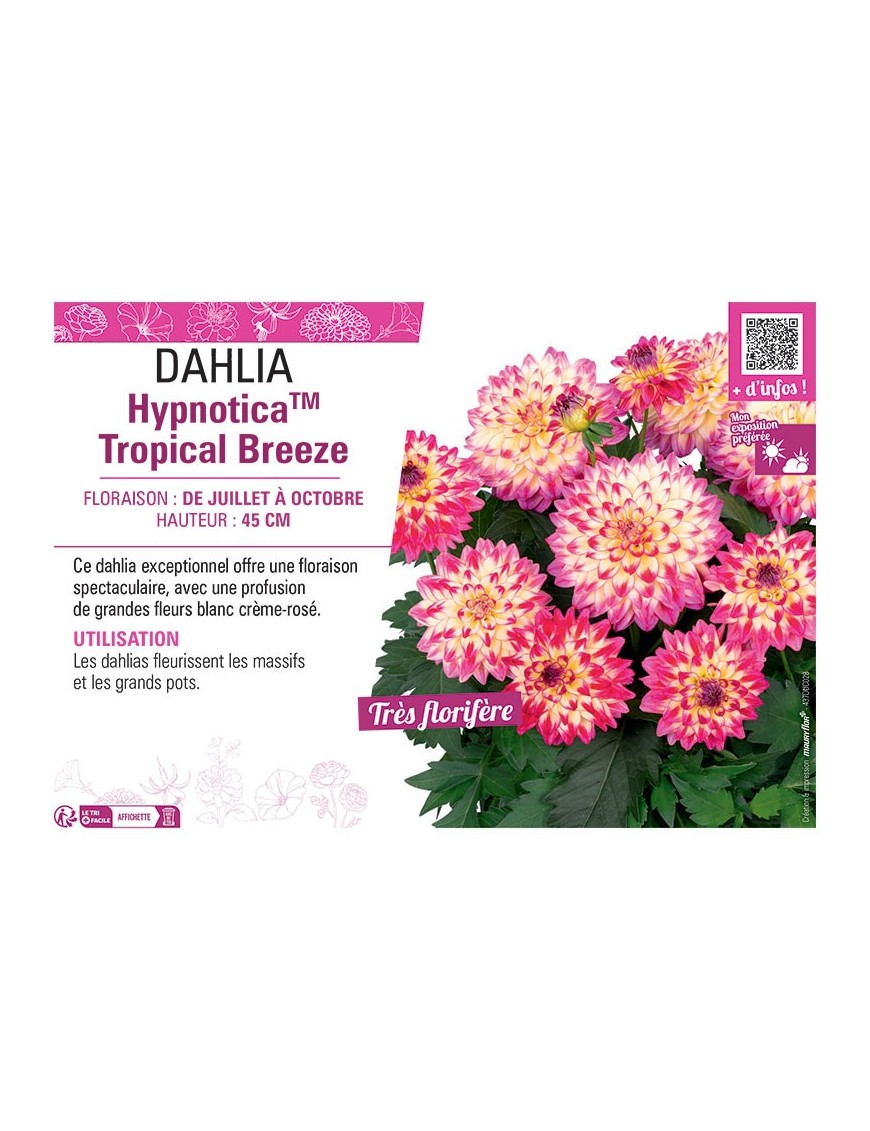 DAHLIA HypnoticaTM Tropical Breeze