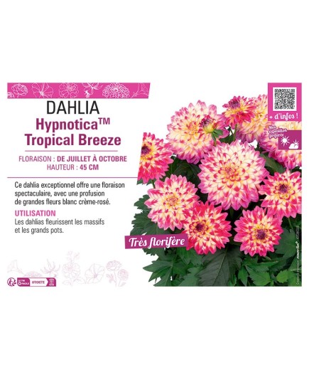 DAHLIA HypnoticaTM Tropical Breeze