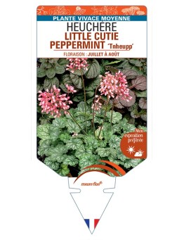 HEUCHERA LITTLE CUTIE PEPPERMINT Tnheupp