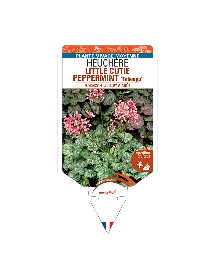 HEUCHERA LITTLE CUTIE PEPPERMINT Tnheupp