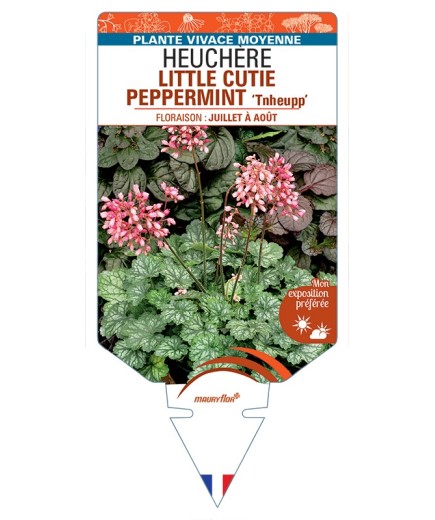 HEUCHERA LITTLE CUTIE PEPPERMINT Tnheupp