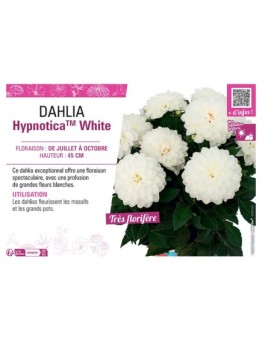 DAHLIA HypnoticaTM White