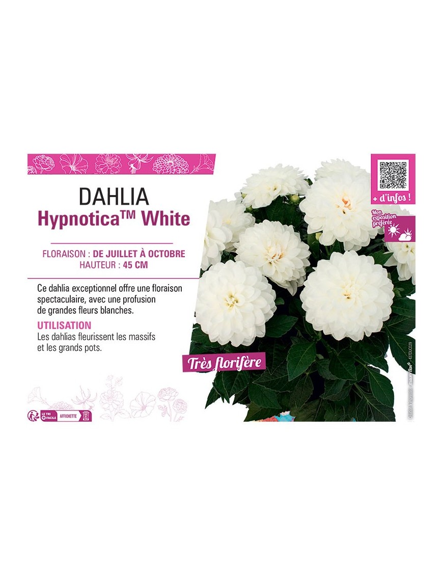 DAHLIA HypnoticaTM White
