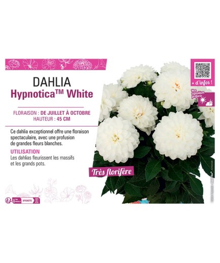 DAHLIA HypnoticaTM White
