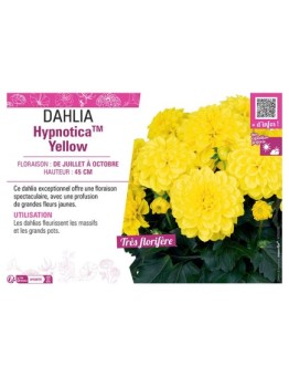DAHLIA HypnoticaTM Yellow