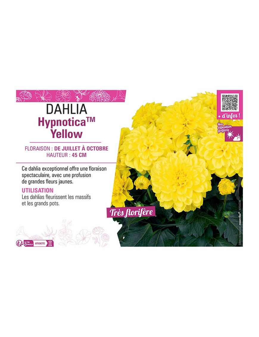 DAHLIA HypnoticaTM Yellow