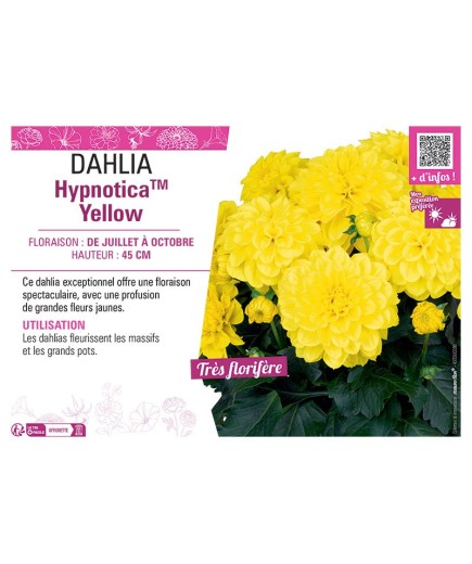 DAHLIA HypnoticaTM Yellow