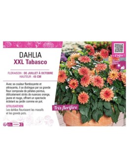 DAHLIA XXL Tabasco