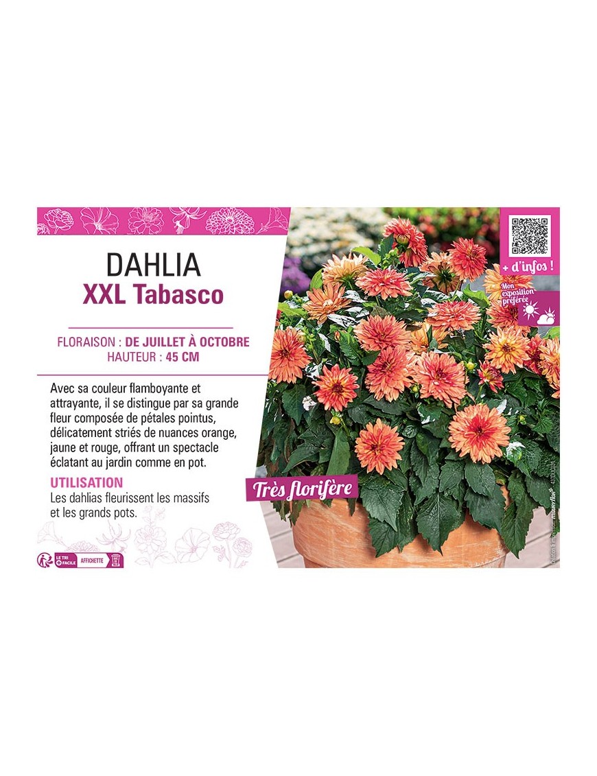 DAHLIA XXL Tabasco