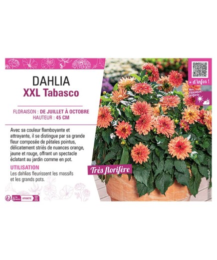 DAHLIA XXL Tabasco