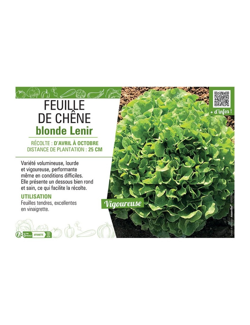 FEUILLE DE CHÊNE blonde Lenir
