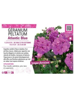 GÉRANIUM peltatum Atlantic Blue
