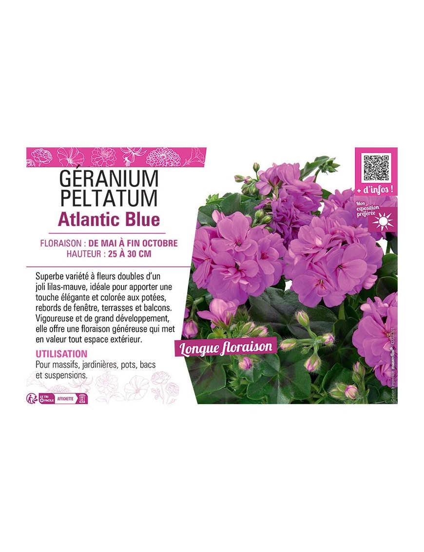 GÉRANIUM peltatum Atlantic Blue