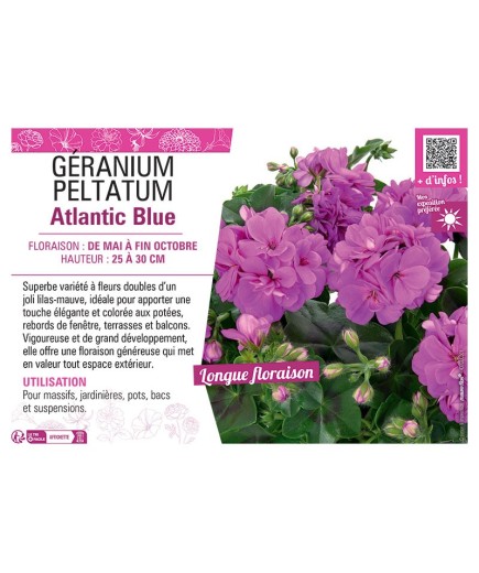 GÉRANIUM peltatum Atlantic Blue
