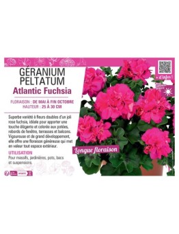 GÉRANIUM peltatum Atlantic Fuchsia