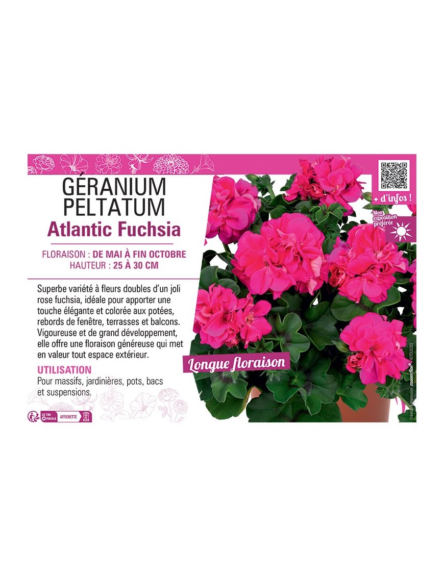 GÉRANIUM peltatum Atlantic Fuchsia