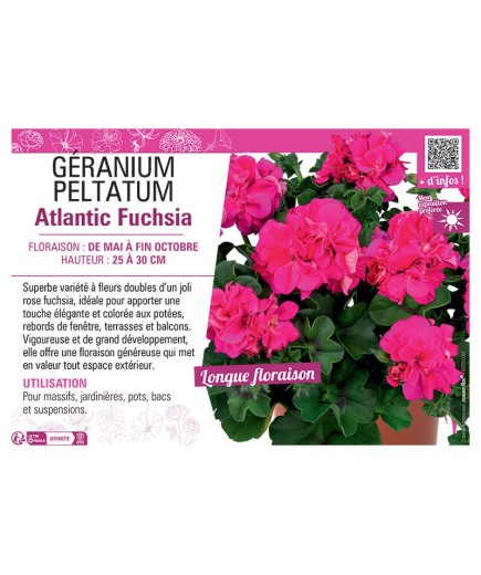 GÉRANIUM peltatum Atlantic Fuchsia
