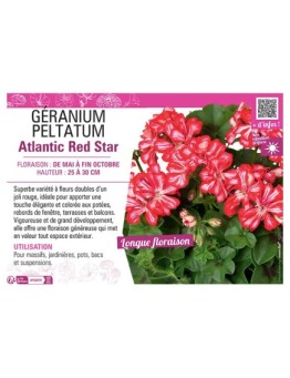 GÉRANIUM peltatum Atlantic Red Star